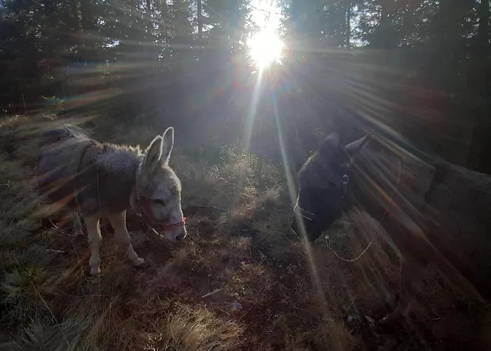 Lachtalhuette By Interhome *