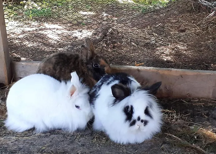 Lachtalhuette By Interhome 拉赫陶