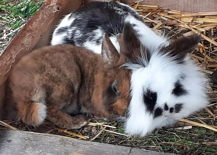 Lachtalhuette By Interhome Lachtal